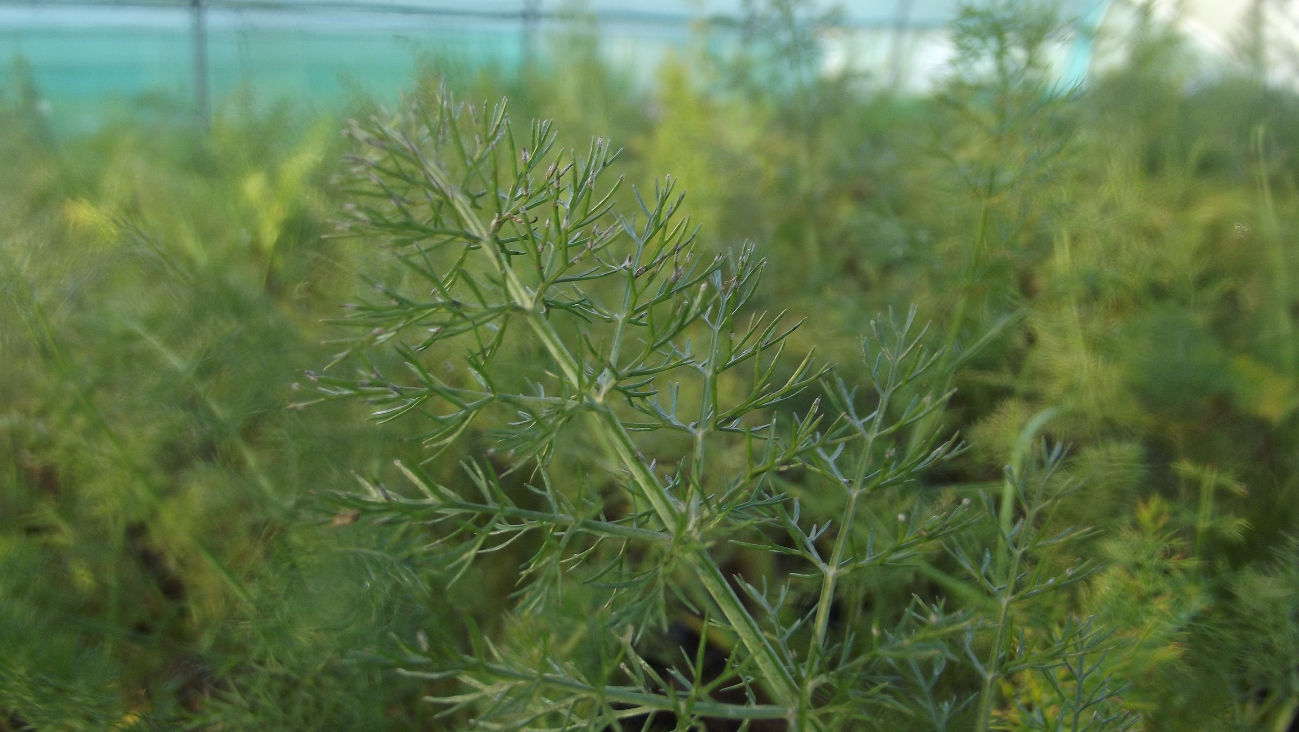 Herb guide Fennel Herbal Haven