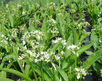 Herb guide: Wild Garlic