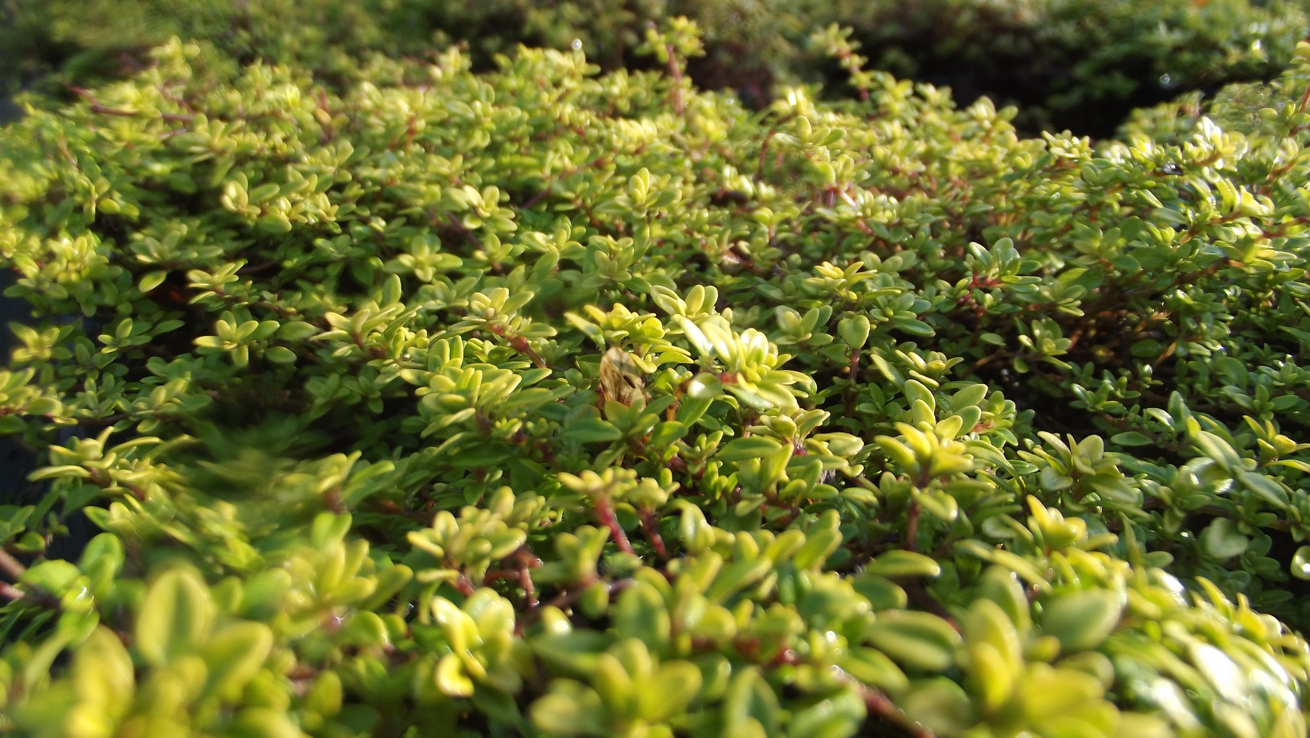 Buy Thyme Plants | 20 Plant Varieties | Herbal Haven
