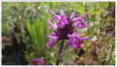 picture of purple betony flower