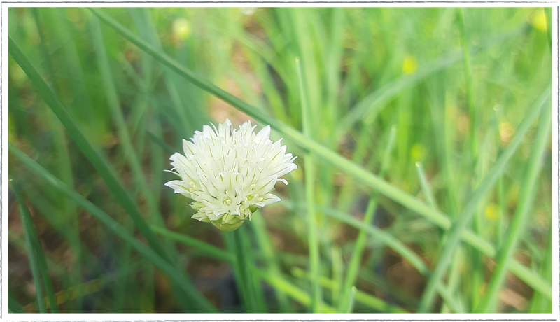 Chives - white flower