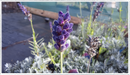 Image of blue Lavender Bee Zee