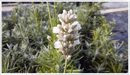 Image of White Lavender Bee Zee