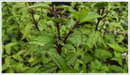 Mint - Thai