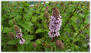 Mint-blackcurrant