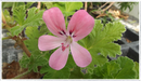 Pelargonium scented geranium 'Sweet Mimosa'