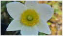 White Pulsatilla