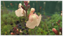 Salvia Peach Parfait