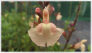 Salvia Peach Parfait