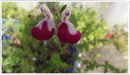 Image of salvia cherry lips