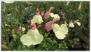 Close up of Salvia La Mancha in flower