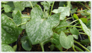 Sorrel Buckler leaf