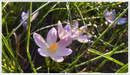 Image of saffron flower with stamens