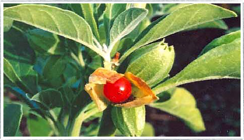 Ashwagandha herb plant