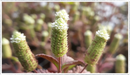 Aztec-sweet-herb