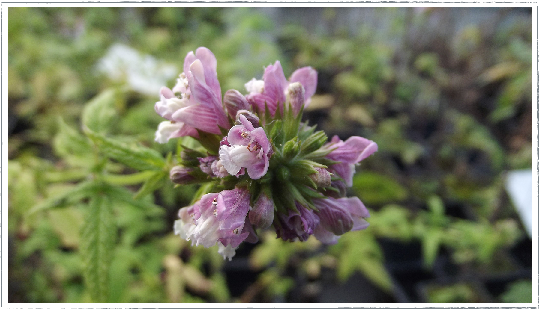 Buy Balm Of Gilead Plants Online from 2.80 | HerbalHaven