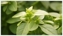 Basil-Greek