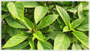Basil-Thai