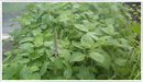 Basil-holy