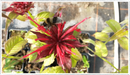 Bergamot-red