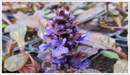 Bugle-bronze