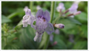 Calamint