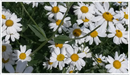 Camphor-plant