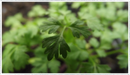 Chervil