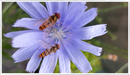 Chicory