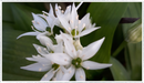 Chives-garlic