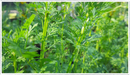 Coriander (Coriandrum sativum)