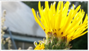 Elecampane