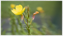 Evening-primrose