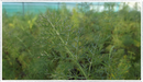 Fennel-bronze