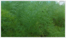 Fennel-green