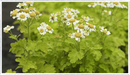 Feverfew-golden