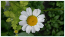 Feverfew-wild