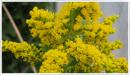 Goldenrod
