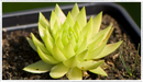 Houseleek-green