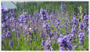 Lavender-Hidcote
