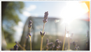 Lavender-munstead