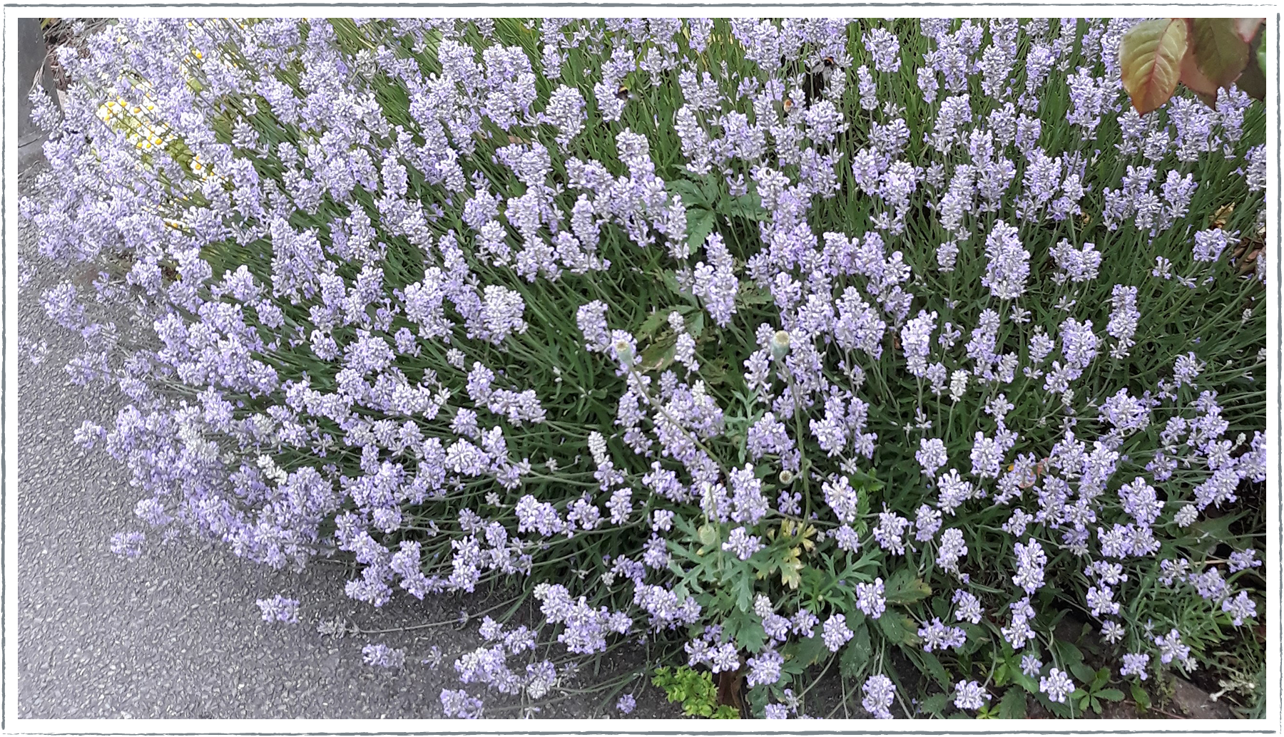 Buy Rosea Lavender Plants Online from £3.40