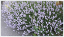 Lavender-rosea