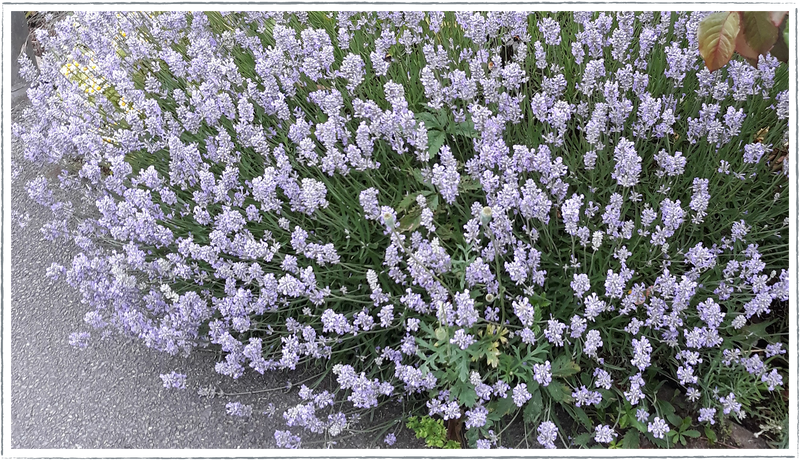 Lavender-rosea
