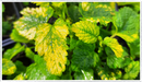 lemon balm variegated