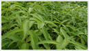 Lemon-verbena