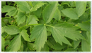 Lovage