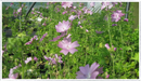 Mallow-musk