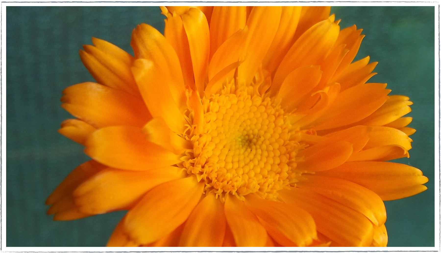 Buy Pot Marigold Plants Online from £2.40 HerbalHaven