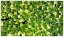 Marjoram-gold-tip